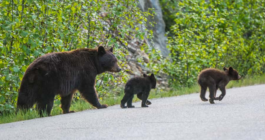 Jasper: Wildlife and Waterfalls Tour with Lakeshore Hike - Is $77 a fair price?