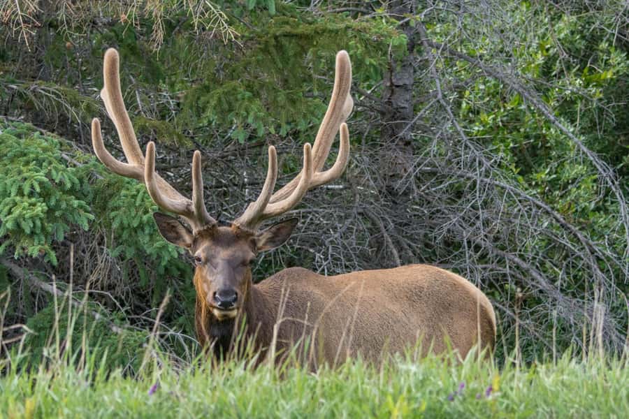 Jasper: Wildlife and Waterfalls Tour with Lakeshore Hike - What to bring and how to prepare