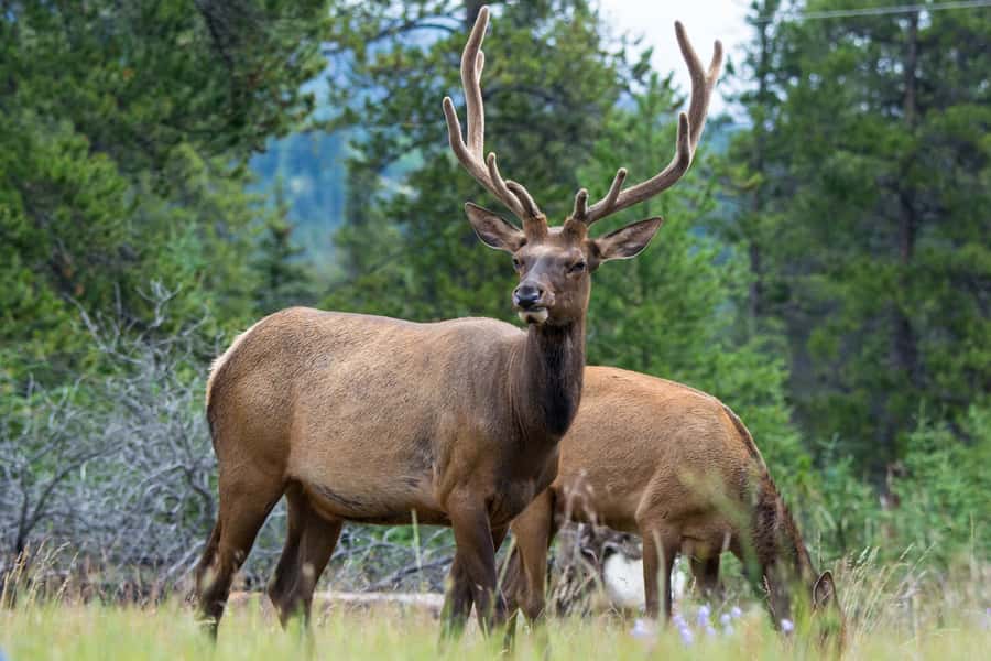 Jasper: Wildlife and Waterfalls Tour with Maligne Cruise - Key points at a glance