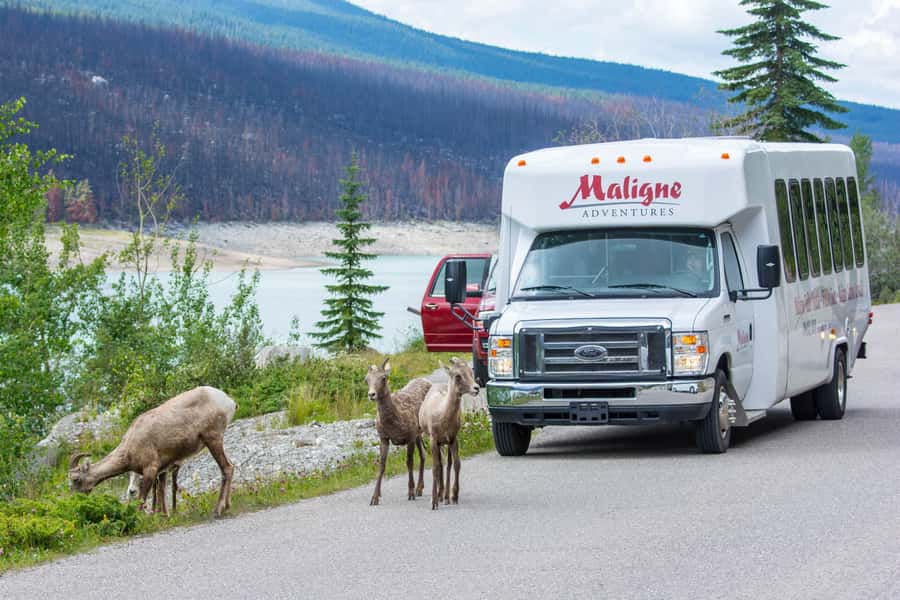 Jasper: Wildlife and Waterfalls Tour with Maligne Cruise - Maligne Canyon and the wildfire change