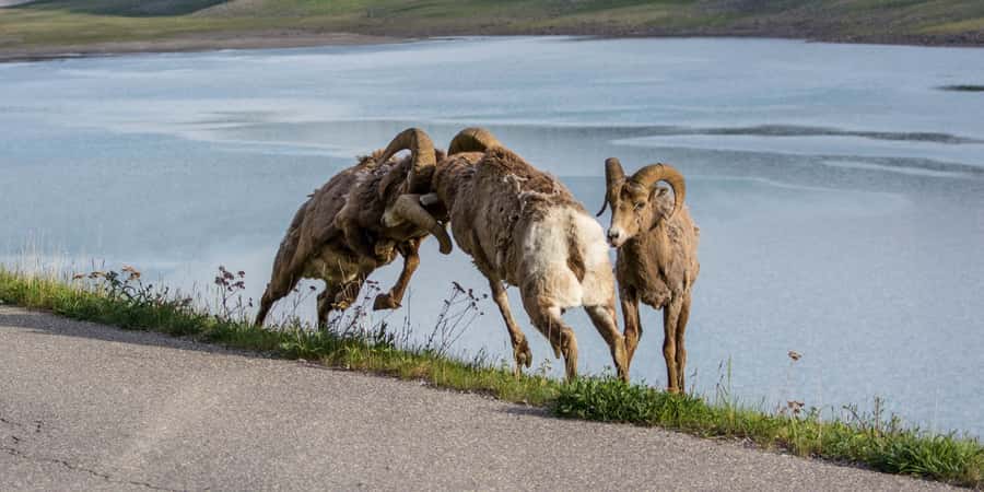 Jasper: Wildlife and Waterfalls Tour with Maligne Cruise - Medicine Lake and its vanishing water