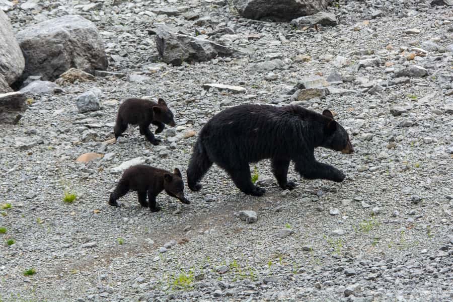 Jasper: Wildlife and Waterfalls Tour with Maligne Cruise - The Maligne Lake cruise to Spirit Island