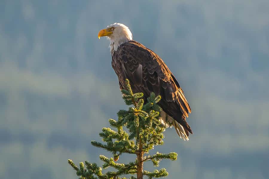 Jasper: Wildlife and Waterfalls Tour with Maligne Cruise - What the $155 price includes