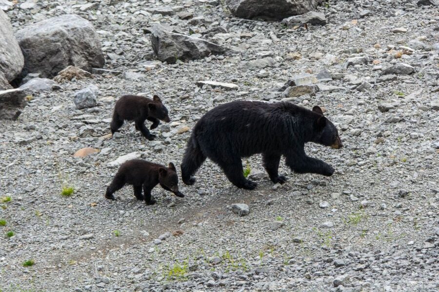 Jasper: Wildlife and Waterfalls Tour with Maligne Cruise - Who should book this day out