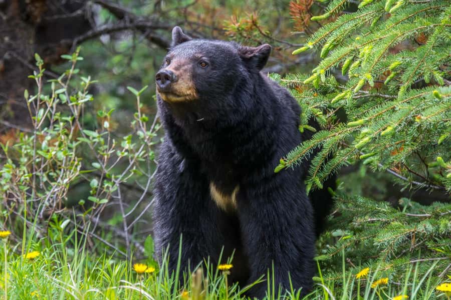 Jasper: Wildlife and Waterfalls Tour with Maligne Cruise - Leaving Jasper in a 21-seat minibus