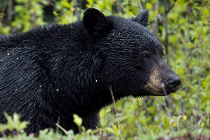 Jasper Wildlife & Sightseeing Tour with Maligne Lake Cruise - From Jasper to Maligne Canyon