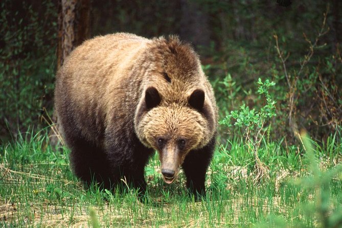 Jasper Wildlife & Sightseeing Tour with Maligne Lake Cruise - The 90-minute cruise to Spirit Island