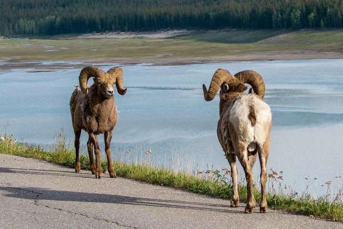 Jasper Wildlife & Sightseeing Tour with Maligne Lake Cruise - Lunch, timing, and the real pace of the day