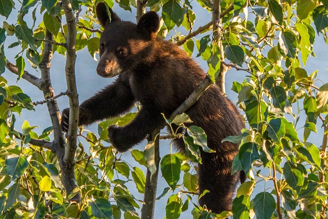 Jasper Wildlife & Sightseeing Tour with Maligne Lake Cruise - The effect of the 2024 wildfire