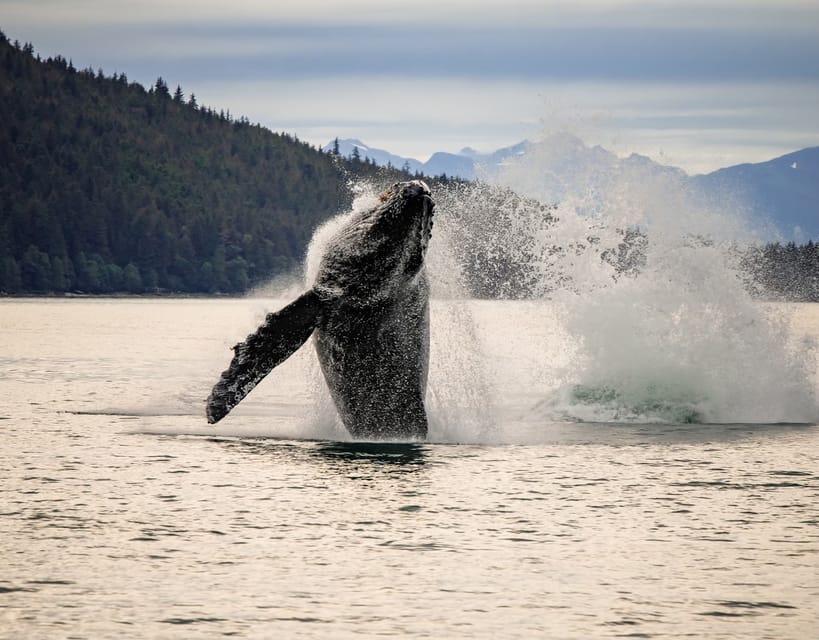 Juneau: Mendenhall Glacier Waterfall & Whale Watching Tour - Key points at a glance