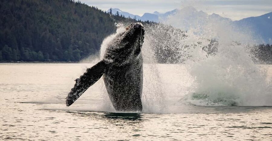 Juneau: Mendenhall Glacier Waterfall & Whale Watching Tour - Two Juneau icons in five hours