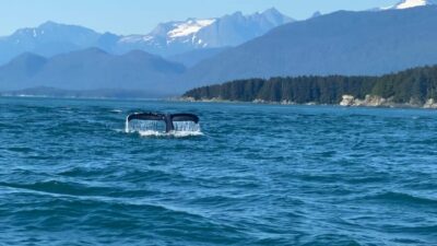 Juneau: Mendenhall Glacier Waterfall & Whale Watching Tour