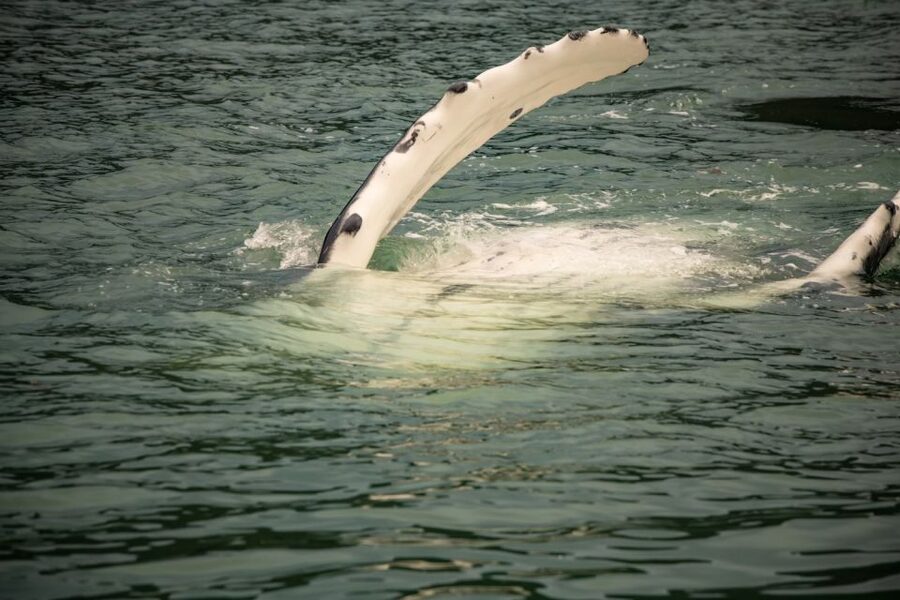 Juneau: Mendenhall Glacier Waterfall & Whale Watching Tour - Guides, buses, and the human side of the tour