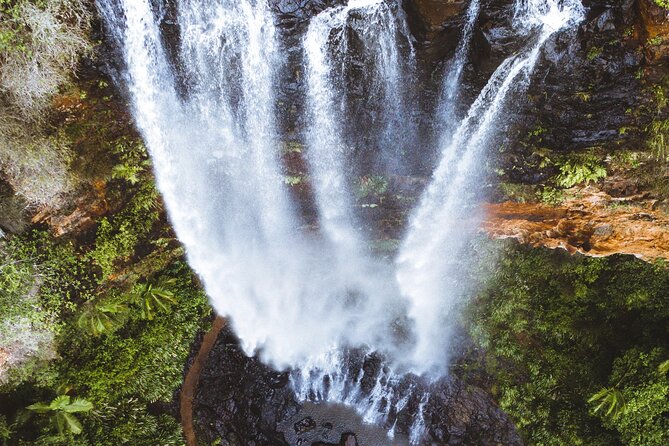 Kangaroos, 6 Springbrook Waterfalls and Natural Bridge Day Tour - Purling Brook Falls brings the first big view