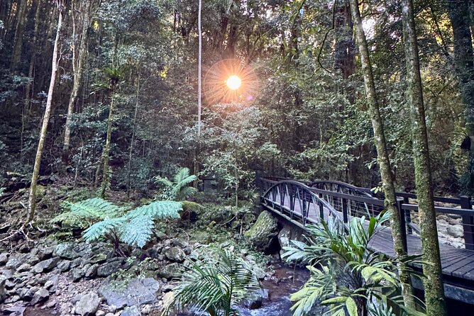 Kangaroos, 6 Springbrook Waterfalls and Natural Bridge Day Tour - What the small group adds