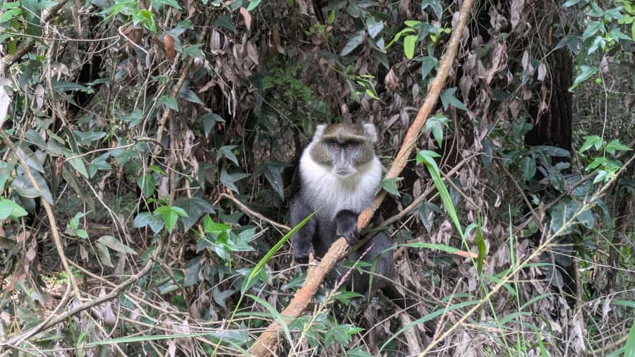 Karura Forest: Walking tour with Nature and Waterfalls. - The caves and the human story behind the forest