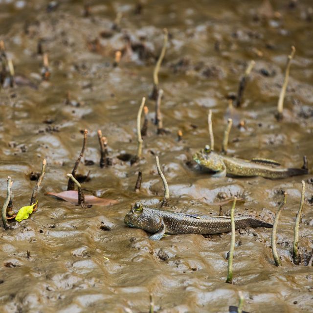 Khao Lak: Little Amazon Canoe Ride & Tam Nang Waterfall Tour - Key points to know before booking