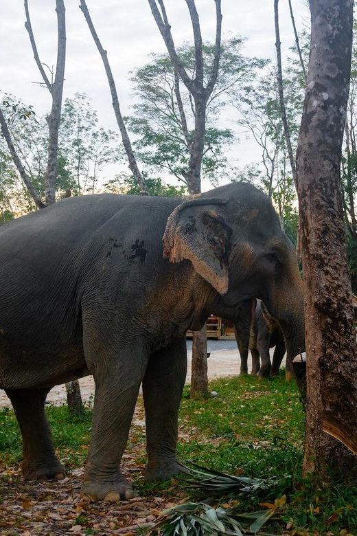 Khao Lak’s Best: Elephant Sanctuary,Rubber Tapping&Waterfall - Key points to know before booking