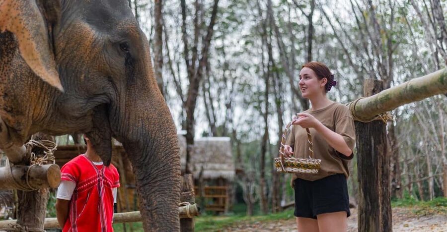 Khao Lak’s Best: Elephant Sanctuary,Rubber Tapping&Waterfall - Why this 90-minute outing works in Khao Lak