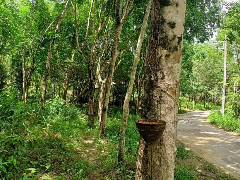 Khao Lak’s Best: Elephant Sanctuary,Rubber Tapping&Waterfall - Seeing how Thai rubber becomes a sheet