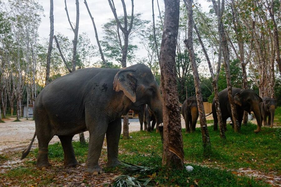 Khao Lak’s Best: Elephant Sanctuary,Rubber Tapping&Waterfall - Should you book this Khao Lak experience?
