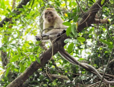 Khao Lak’s Little Amazon: Canoe, Trek & Waterfall Day Trip