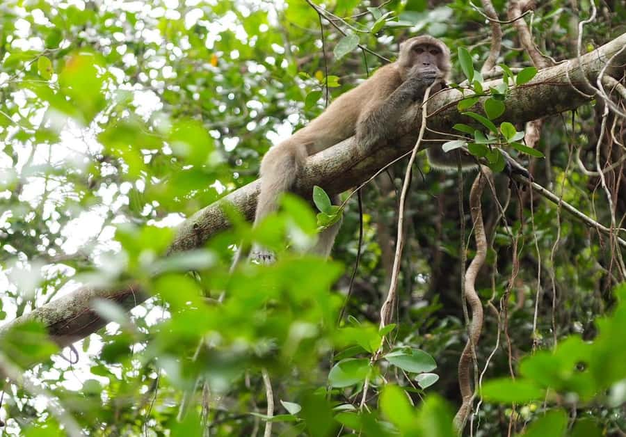 Khao Lak's Little Amazon: Canoe, Trek & Waterfall Day Trip - Rommanee Hot Springs: a warm finish