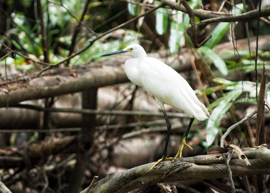 Khao Lak's Little Amazon: Canoe, Trek & Waterfall Day Trip - Who should book this experience