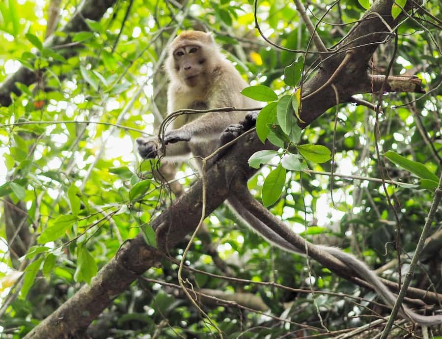 Khao Lak's Little Amazon: Canoe, Trek & Waterfall Day Trip - The Little Amazon: a calm start on the water