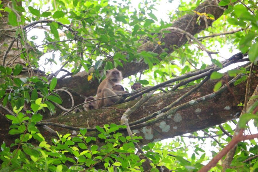 Khao Lak: Sri Phang Nga Canoe and Tam Nang Waterfall Tour - Why the Little Amazon makes this day different