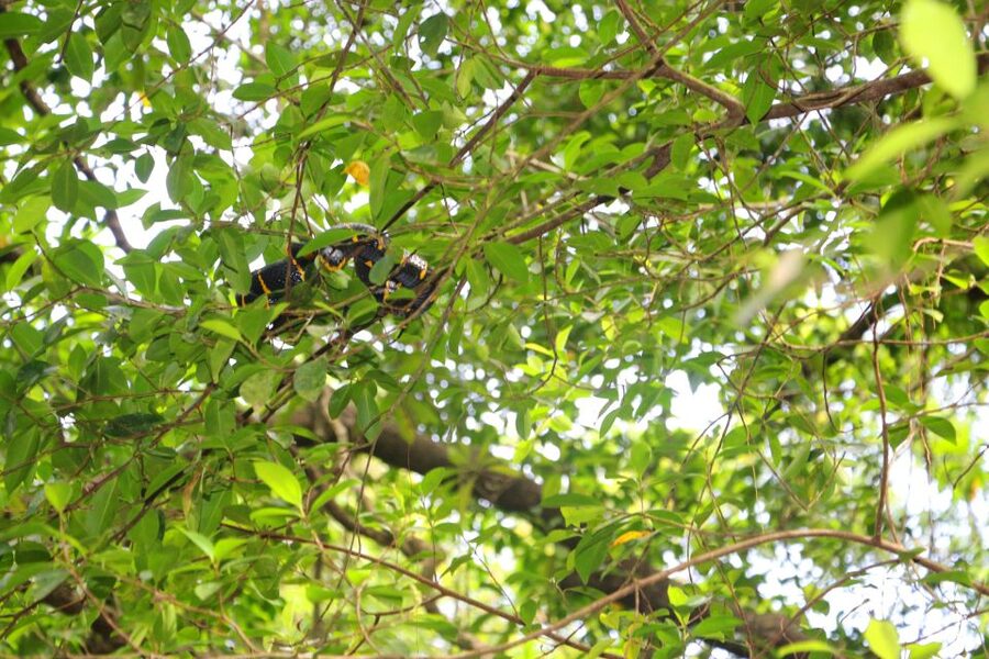 Khao Lak: Sri Phang Nga Canoe and Tam Nang Waterfall Tour - Paddling under 200-year-old banyans