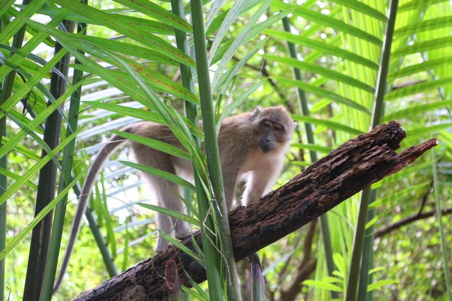 Khao Lak: Sri Phang Nga Canoe and Tam Nang Waterfall Tour - Lunch, fruit, and the hot springs