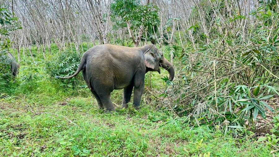 Khao Lak: Waterfall,Sea Turtle,Elephant Care,Meal & Transfer - Lunch at Khaolak Waterside Beach Club