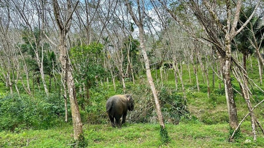 Khao Lak: Waterfall,Sea Turtle,Elephant Care,Meal & Transfer - Who will enjoy this Khao Lak combination tour?