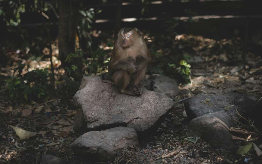 Khao Sok: Private Jungle Trek, Waterfall Swim & Bamboo Lunch - A waterfall stop with changing conditions