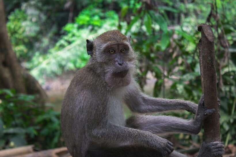 Khao Sok: Private Waterfalls and Wildlife Half-Day Trek - Key points before you book