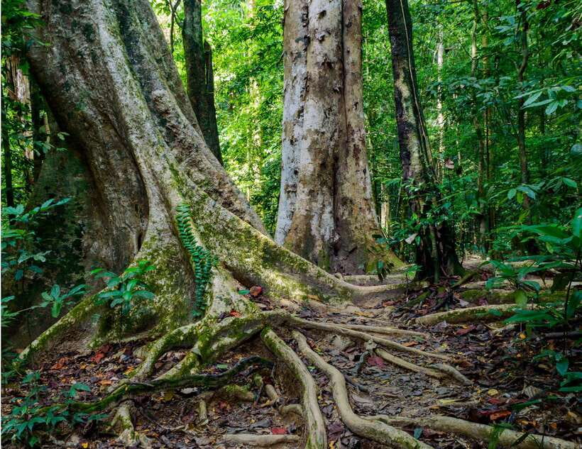 Khao Sok: Private Waterfalls and Wildlife Half-Day Trek - Who will enjoy this most?