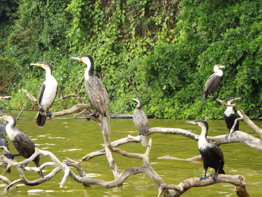 Kilimanjaro: Village Walk, Coffee Tour, Waterfall, and Lunch - Making coffee the traditional way