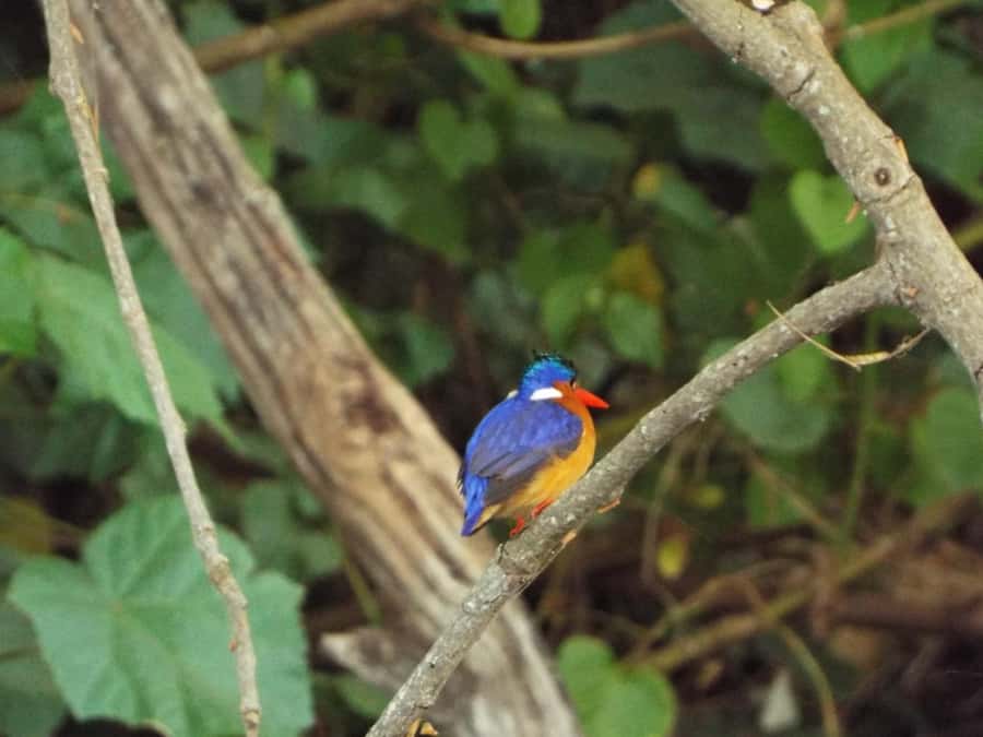 Kilimanjaro: Village Walk, Coffee Tour, Waterfall, and Lunch - Materuni, the last village before the national park