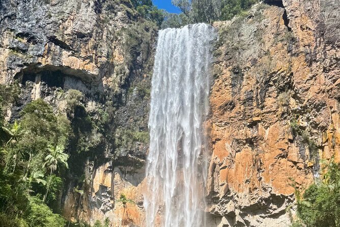 Koalas, 6 Springbrook Waterfalls and Natural Bridge Day Tour - Why this Brisbane day tour works so well
