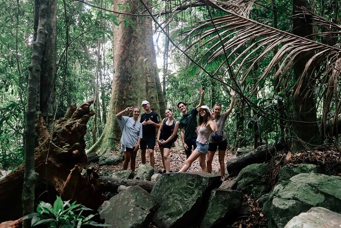 Koalas, 6 Springbrook Waterfalls and Natural Bridge Day Tour - Twin Falls and Rainbow Falls: the day’s best walk