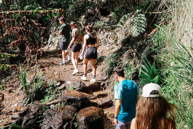 Koalas, 6 Springbrook Waterfalls and Natural Bridge Day Tour - A small group with practical extras