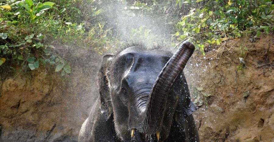 Krabi: Elephant Care House & 7-Level Huay Tho Waterfall Trip - Walking through the stream and muddy bath