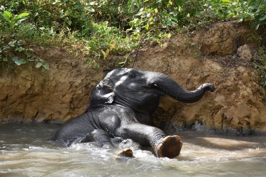 Krabi: Elephant Care House & 7-Level Huay Tho Waterfall Trip - A Thai lunch before the waterfall walk