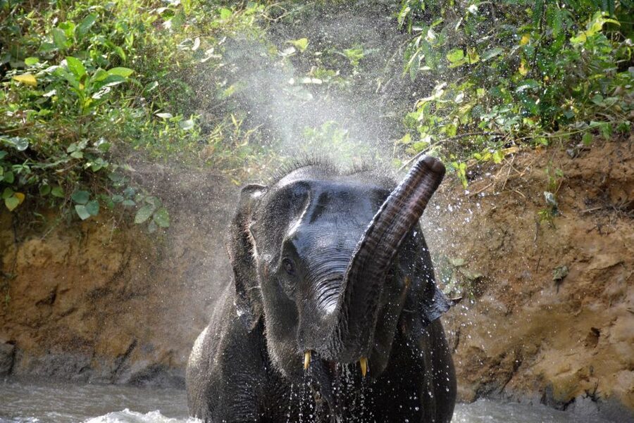 Krabi: Elephant Care House & 7-Level Huay Tho Waterfall Trip - What the $77 price really covers