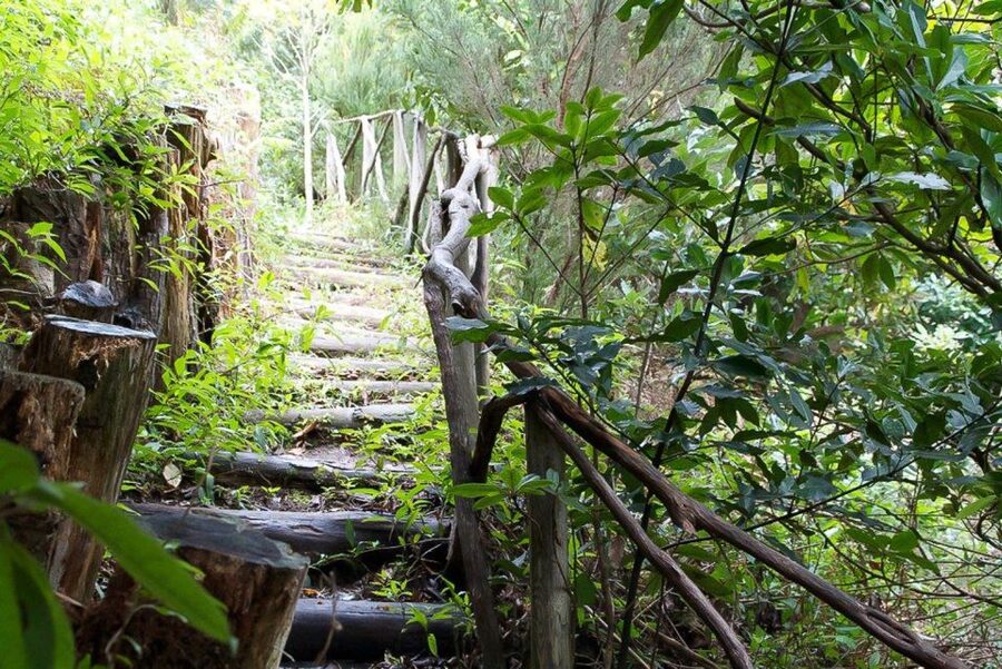 Levada Walk and Caldeirao Verde Waterfalls: Madeira - Who should book this walk?