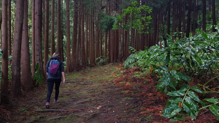 Lomba de São Pedro: Waterfall Hiking Tour with Tea Tasting - Start with tea at Gorreana
