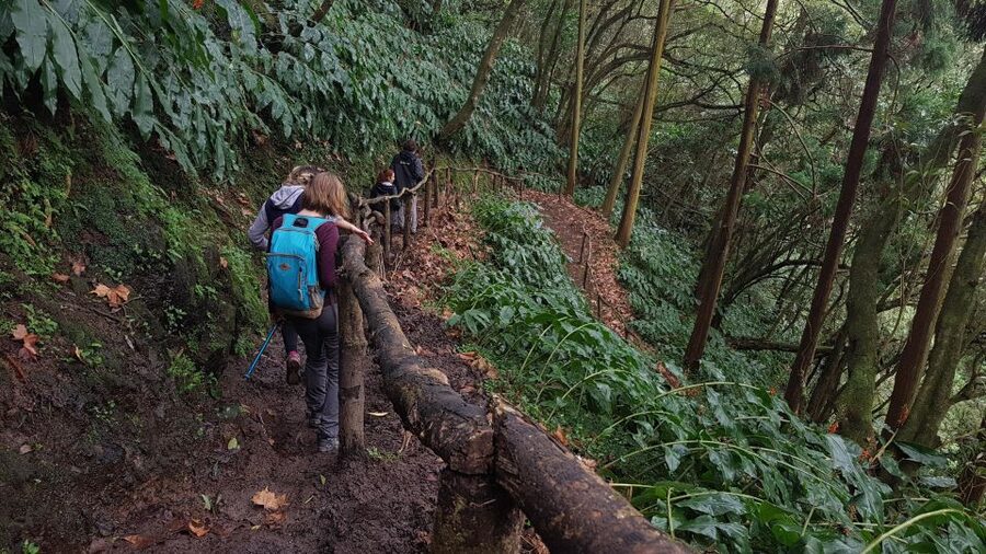 Lomba de São Pedro: Waterfall Hiking Tour with Tea Tasting - Cryptomeria forest and Poço da Truta