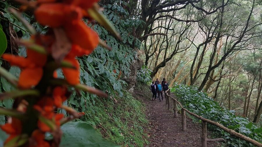 Lomba de São Pedro: Waterfall Hiking Tour with Tea Tasting - What the $76 price really covers