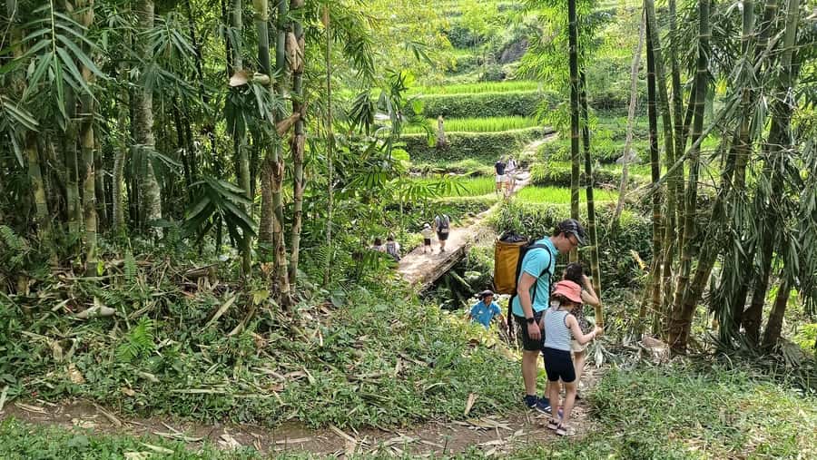 Lombok: Tetebatu Walking Tour with Monkey Forest & Waterfall - Walking through Tetebatu’s rice terraces